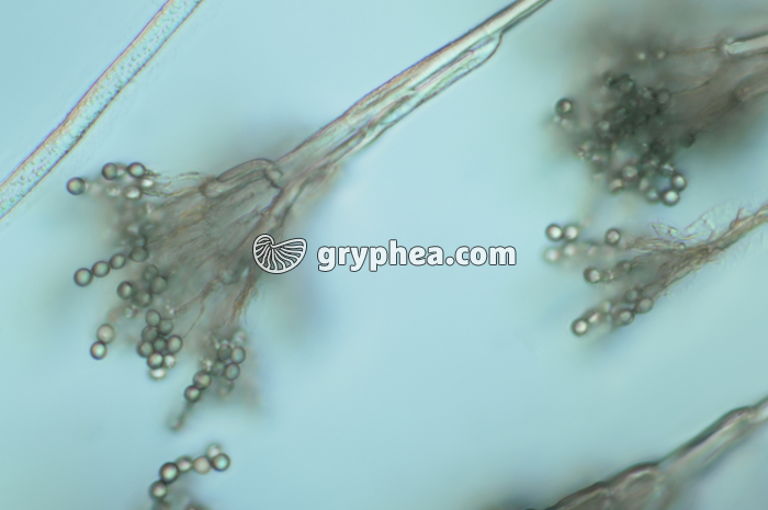 Penicillium - Conidiophores et conidies x160 - gryphea.org